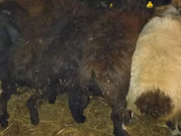 मेढ़ा, Qashqai sheep — फ़ोटो 7