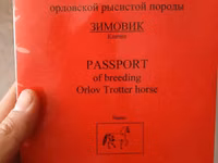 حصان, French Trotter — الصورة 1