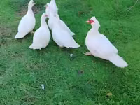 Ducks — photo 2
