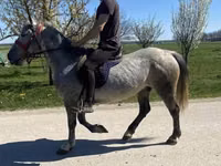 Mare, Horses — photo 4