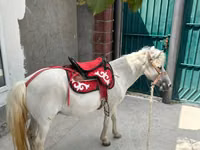 Cheval, North Swedish horse — photo 4