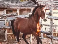 雄馬, Shagya — 写真 2