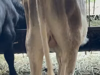 Toro, Raza Alatau — foto 2