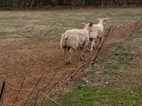 Schafe (Partie, Geschlecht nicht angegeben), Charollais sheep — Foto 3