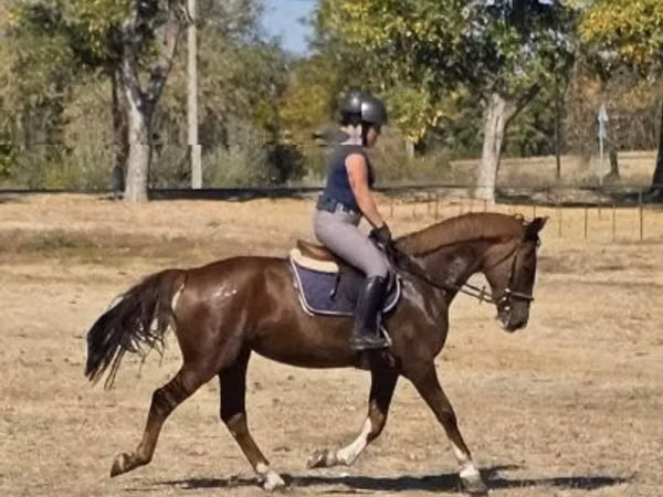 Yegua, Hungarian horse breed