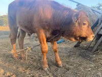 Banteng, Limousin cow — foto 2
