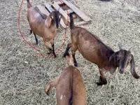 Chèvre, Nubian Goat — photo 1
