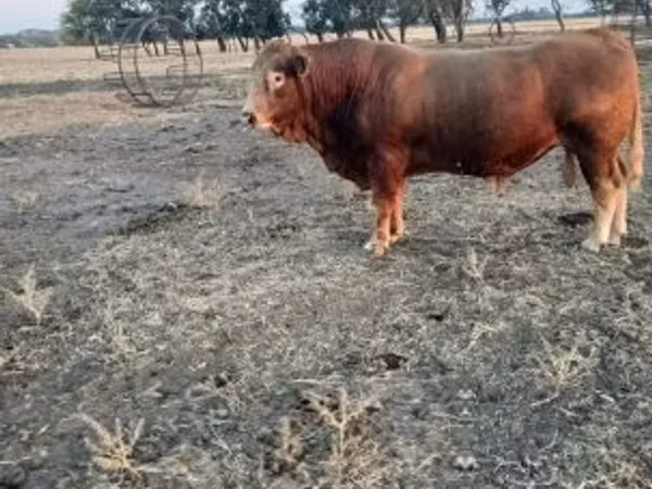 Bull, Limousin cow