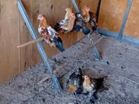 Bantam — foto 2