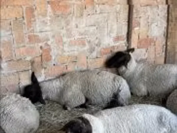Schaf, White Suffolk sheep