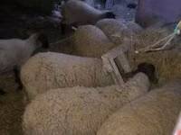 أغنام (دفعة، الجنس غير محدد), Suffolk sheep — الصورة 2