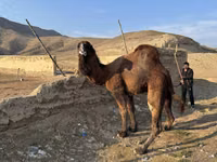 Camello, Camellos — foto 5