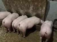 Eber — Foto 2