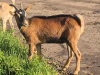 雌ヤギ, Alpine goat — 写真 6