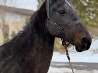 Jument, Akhal-Teke — photo 4