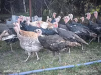 Turkeys — الصورة 2