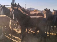 فرس, Kazakh horse — الصورة 2
