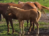 घोड़ा, Rocky Mountain Horse — फ़ोटो 4