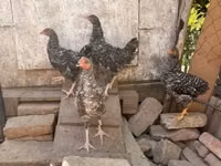 Chickens — Foto 1