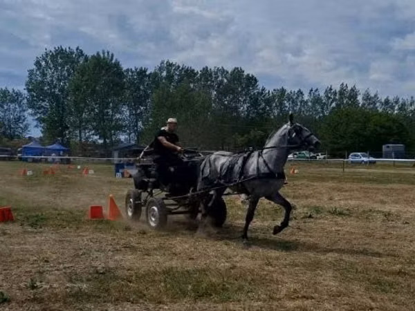 Caballo, Lipizzaner