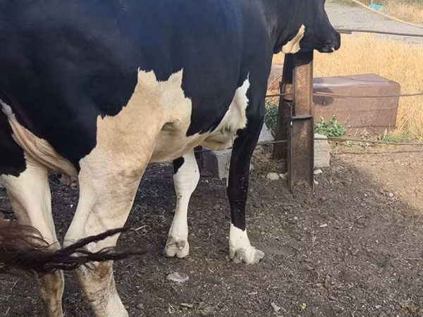 Vaca, Russian Black pied cattle