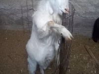 Chèvre, Alpine goat — photo 1