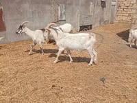 雄ヤギ, Saanen goat — 写真 4