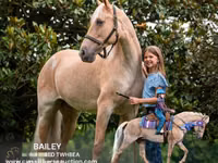 فرس, Palomino — الصورة 1
