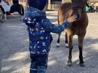 Kuda jantan, Welsh Cob — foto 4