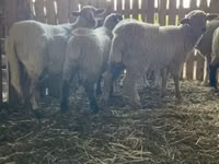 Domba betina, Merinoland sheep — foto 5