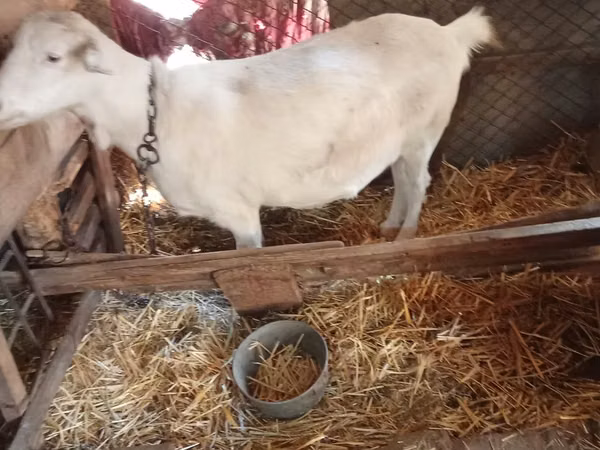 Chèvre, Saanen goat