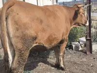 Sapi, Cattle — foto 3