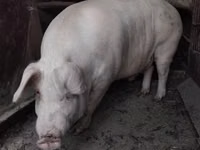 Verro, Cerdos — foto 2