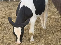 雄牛, Russian Black pied cattle — 写真 1