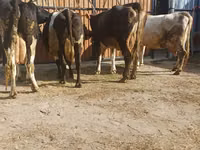 Vaca, Raza Holstein — foto 3