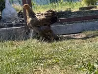 Brahma — photo 2