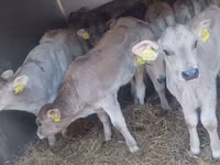 ثور, Simmental cattle — الصورة 4