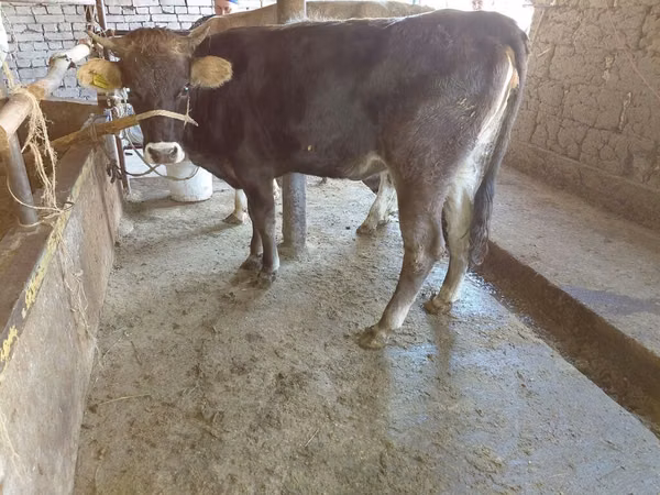 雌牛, Russian Black pied cattle