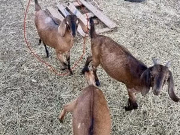 Chèvre, Nubian Goat