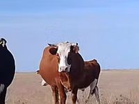 母牛, Latvian Blue cattle — 照片 2