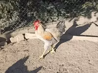 Chickens — الصورة 6
