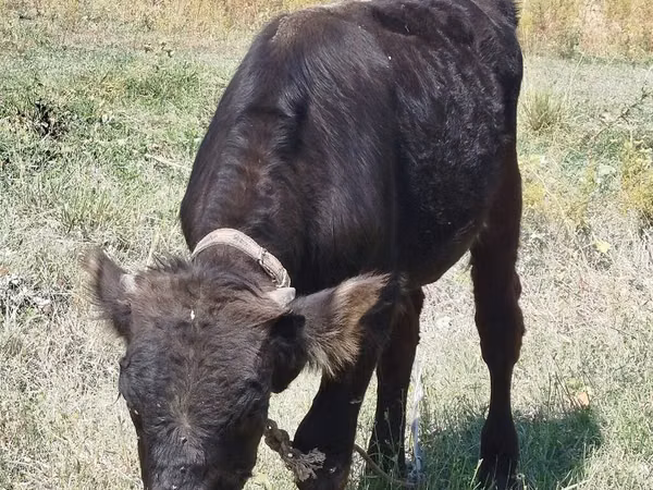 Banteng, Swiss cattle