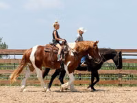 حصان, Pinto horses — الصورة 7