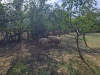 雄羊, Tsigai sheep — 写真 3