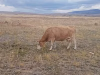 गाय, Latvian Blue cattle — फ़ोटो 2