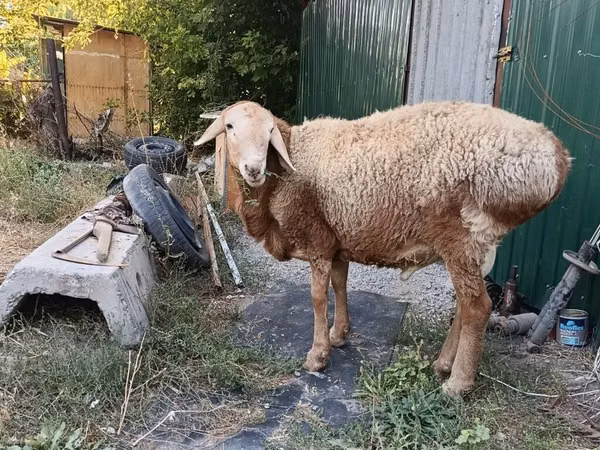 Bélier, Rhon sheep