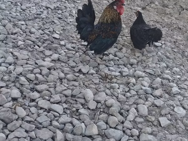 Japanese Bantam