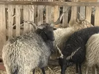 Widder, Racka sheep — Foto 5