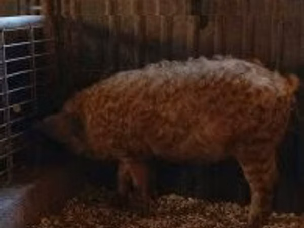 Babi jantan, 
