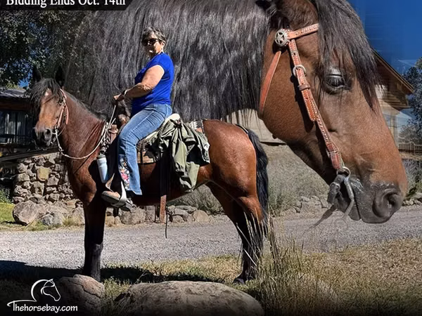 Yegua, Missouri foxtrotter